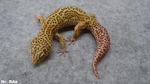 Leopardgecko adult zuchtreif Männchen Weibchen