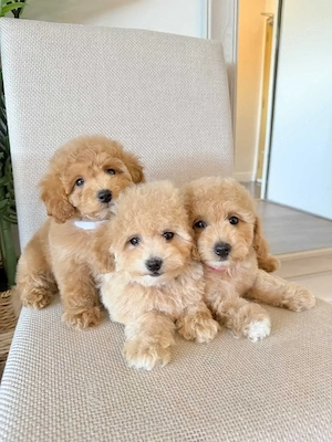 Maltipoo-Welpen abzugeben