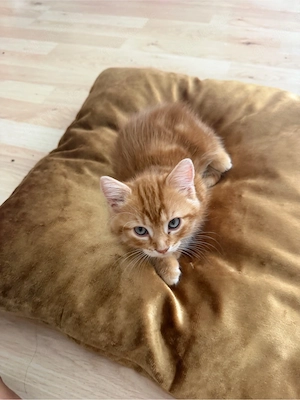 Süßer roter Katzenmädchen zu verkaufen     