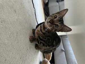 Traumhafter reinrassiger Bengal-Kater Simba mit Stammbaum sucht sein neues Zuhause   