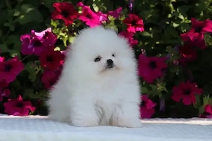 Zwergspitz-Pomeranian-Welpen