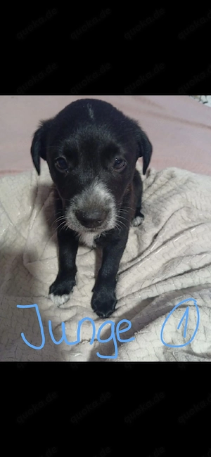 Hunde Welpen
