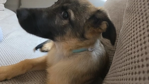 schäferhund mischlingwelpe