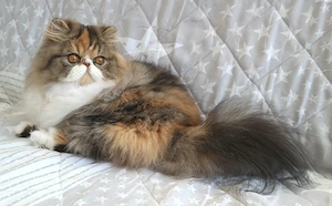 Perserkatze "Glückskatze"