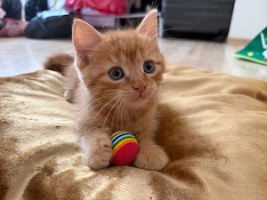 Süßer Katzenjunge zu verkaufen    