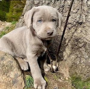    Wunderschöne Labrador Retriever Welpen suchen ein liebevolles Zuhause 