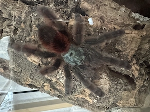 Caribena versicolor zu verkaufen