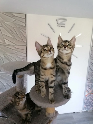 MainCoon Mix Kitten 