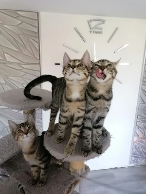 MainCoon Mix Kitten 