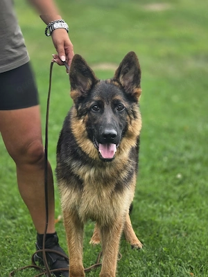 Deutscher Schäferhund 