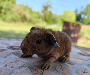 Skinny Meerschweinchen Werwolf Bock 