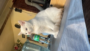 Main Coon mix türkischer Angora 