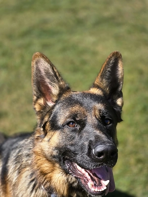 Deutscher Schäferhund 