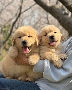 Golden Retriever Welpen