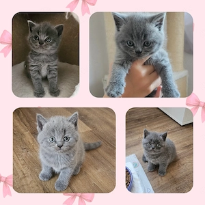Zuckersüße Britisch Kurzhaar Kitten 