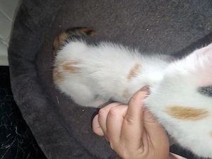 Katzen baby  verkaufen 
