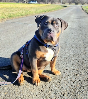 American bully Weibchen 