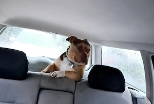 American Bully Pocket
