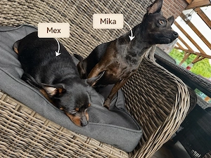 Mika & Mex suchen ihr neues Zuhause 