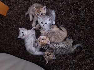 BKH Kitten ab dem 21.09.2026 