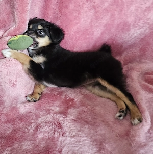Die kleine Amber sucht ein liebevolles zu Hause