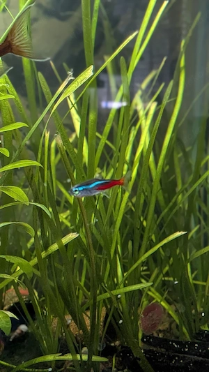 Wasserpflanzen 