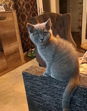 BKH Junge 13 Wochen  450 VB