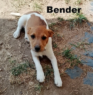 Parson ( Jack ) Russell Terrier Welpen zu verkaufen !
