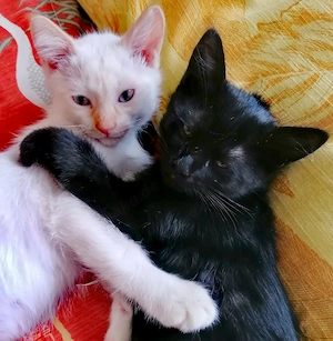 Kätzchen sucht neues liebevolles Zuhause 