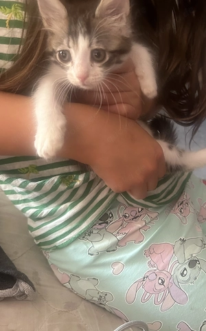 Bildhübsches Katzenbaby