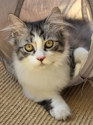 Heilige Birma  Perser Mix Kater 