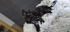 Mix Maine Coon Männlich