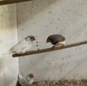 Pärchen Zebrafinken .
