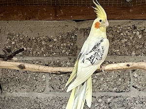 Nymphensittich HAHN .