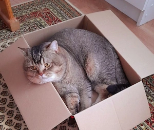 Liebevoller Kater 2 Jahre sucht ein neues Zuhause  Bild 2