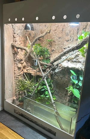 Terrarium mit Stirnlappenbasilisk Paar 1.1