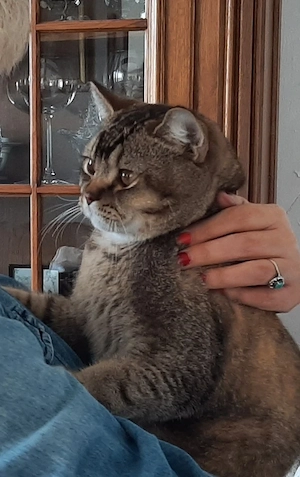 Liebevoller Kater 2 Jahre sucht ein neues Zuhause  Bild 4