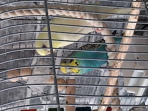 Junges Wellensittichpäärchen abzugeben,mit Käfig