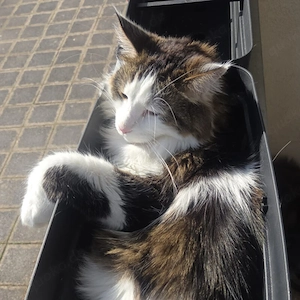 Lutz - 4 Jahre - Maine Coon - Tierhilfe Franken e.V.
