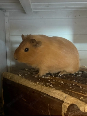 Meerschweinchen zu verkaufen 