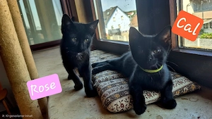 Kleine Katzen aus Tierschutz 