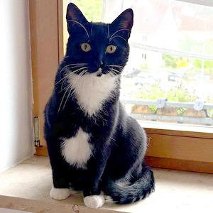 Luna - 2 Jahre - Europäische Kurzhaar - Tierhilfe Franken e.V.