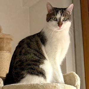 Polly - 2 Jahre - Europäischer Kurzhaar 