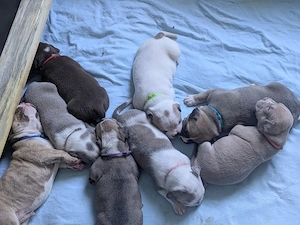 OEB Am. Bulldog + Pocket Bully Welpen in schönen Farben 