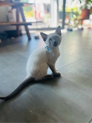 Siam Kitten Kater - 12 wochen - ab sofort
