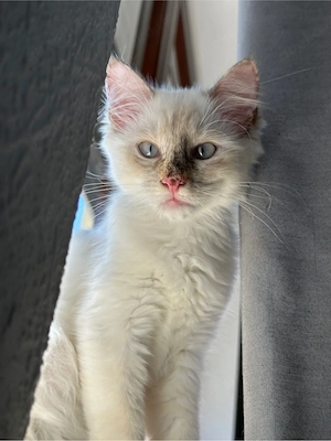 Heilige Birma Katze Kitten