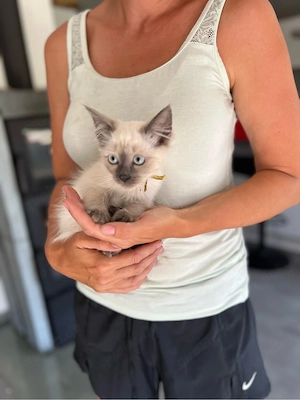 reinrasse Siamkitten - 12 Wochen, ab sofort - Mädchen