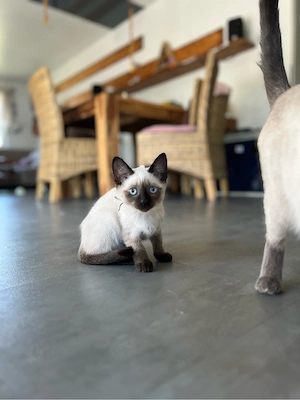 Siam Kitten Mädchen ab sofort reinrassig seal point