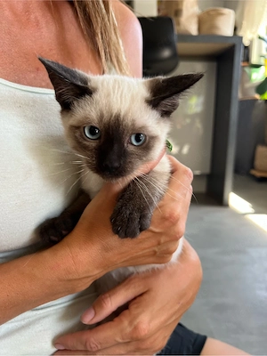 Siam Kitten Kater - reinrassig - seal point