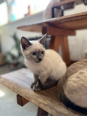 reinrassige Siam Kitten Mädchen bluepoint ab sofort 